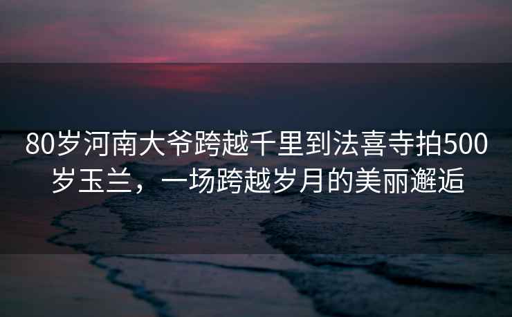 80岁河南大爷跨越千里到法喜寺拍500岁玉兰，一场跨越岁月的美丽邂逅